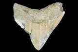 Serrated, Juvenile Megalodon Tooth - Aurora, North Carolina #142342-1
